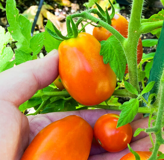 Ready Grow Garden