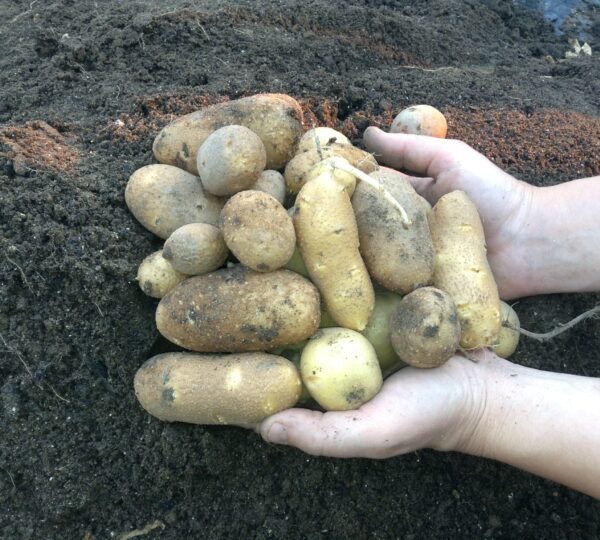 Ready Grow Garden