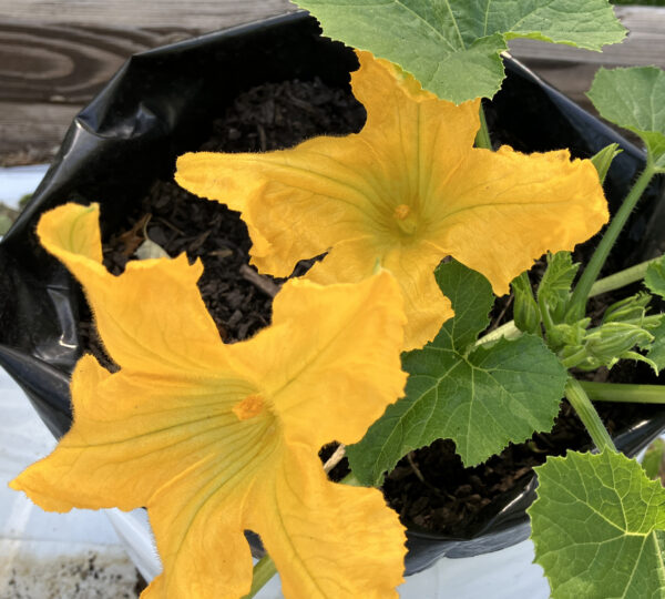 Ready Grow Garden