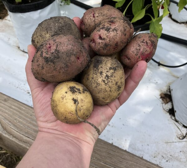 Ready Grow Garden