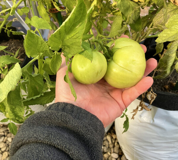 Ready Grow Garden
