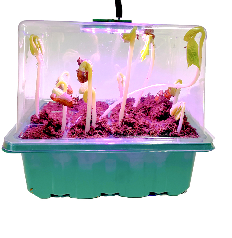 Maximum Germination rate